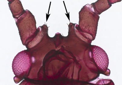 Antennal tubercles parallel