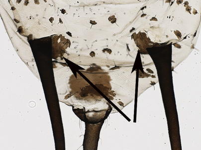 Postsiphuncular sclerites