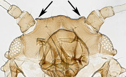 Antennal tubercles reduced