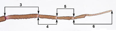 Antennal segments