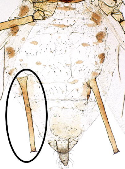 Long cylindrical siphunculus