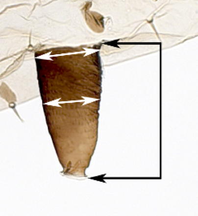 Short cylindrical siphunculus