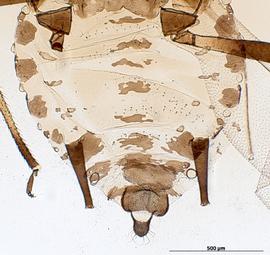 Abdomen of alata