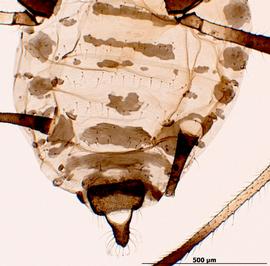 Abdomen of alata
