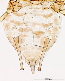 Abdomen of alata