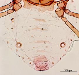 Abdomen of alata