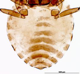 Abdomen of alata