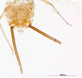 Abdomen of alata