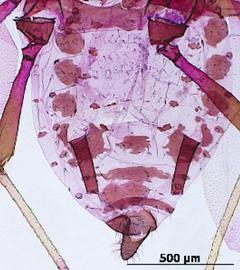 Abdomen of alata