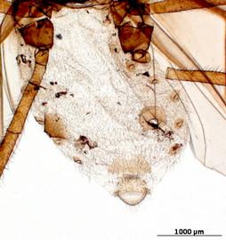 Abdomen of alata