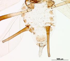 Abdomen of alata