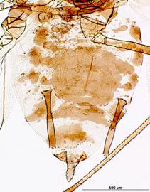 Abdomen of alata