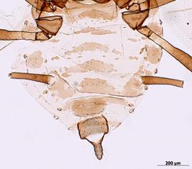 Abdomen of alata