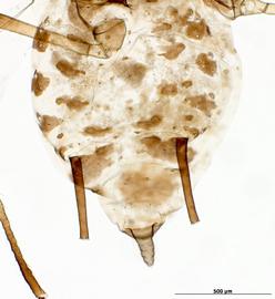 Abdomen of alata