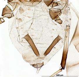 Abdomen of alata