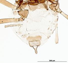 Abdomen of alata