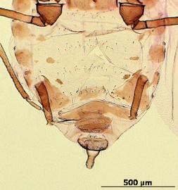 Abdomen of alata