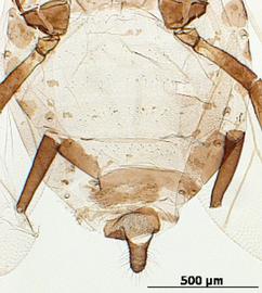 Abdomen of alata