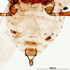 Abdomen of alata