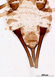Abdomen of alata