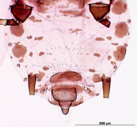 Abdomen of alata
