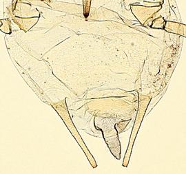 Abdomen of aptera