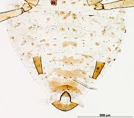 Abdomen of aptera