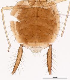 Abdomen of aptera