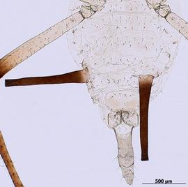 Abdomen of aptera