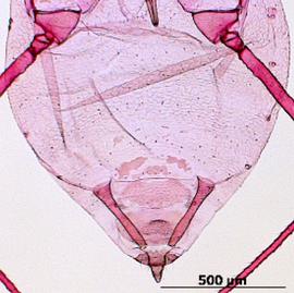 Abdomen of aptera