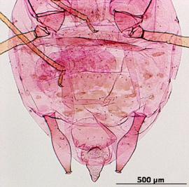 Abdomen of aptera
