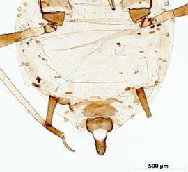 Abdomen of aptera