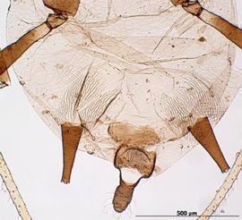 Abdomen of aptera