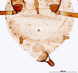 Abdomen of aptera