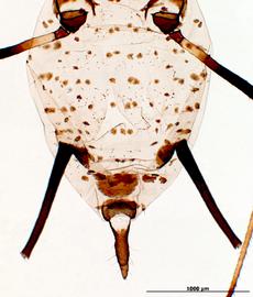 Abdomen of aptera