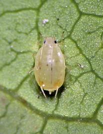 In life.   © A. Jensen 2009 .