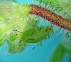 In life.   © A. Jensen 2009 .