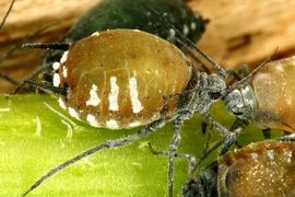 In life.   © J. Dvorák 2004 .