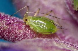 In life.   © A. Jensen 2011 .