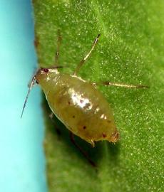 In life.   © A. Jensen 2011 .