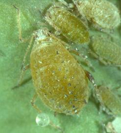 In life.   © J. Poorani 2007 .