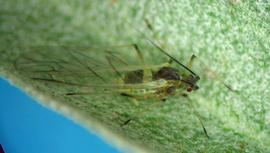 In life.   © A. Jensen 2011 .