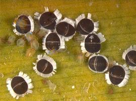 In life.   © J. Poorani 2007 .