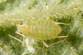 In life.   © C. Pilon 2011 .