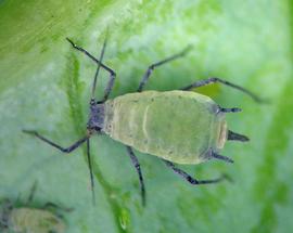 In life.   © A. Jensen 2011 .