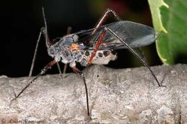 In life.   © C. Pilon 2011 .