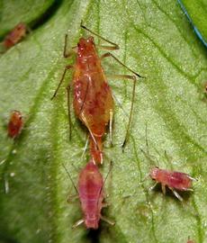 In life.   © A. Jensen 2011 .