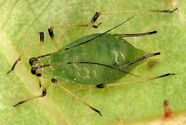 In life.   © J. Dvorák .