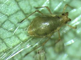 In life.   © M. Gammelgaard Nielsen .