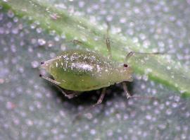 In life.   © A. Jensen 2011 .